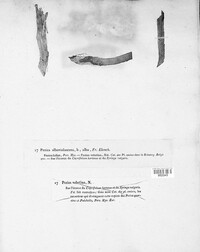 Image of Lachnella alboviolascens